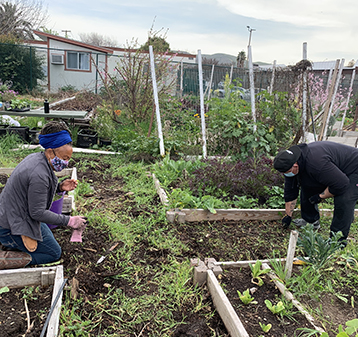 Ambrose Community Garden