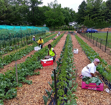 Living in Love Food Pantry Garden