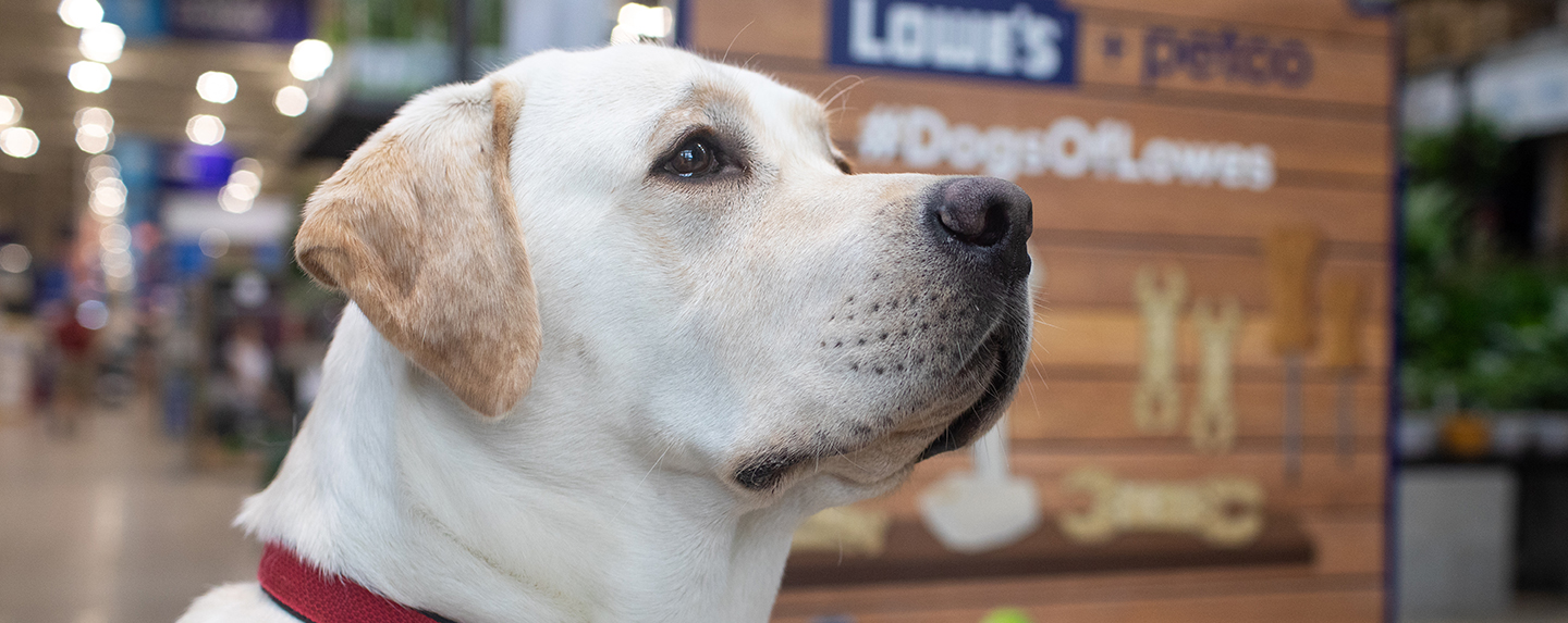 Dog in front of Lowe's sign
